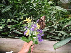 004 Butterfly Sanctuary